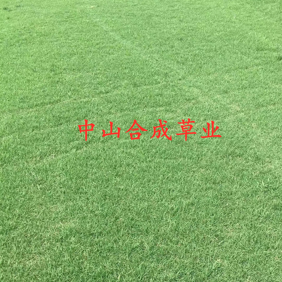 广东优质屋顶草种植基地直销价格图片