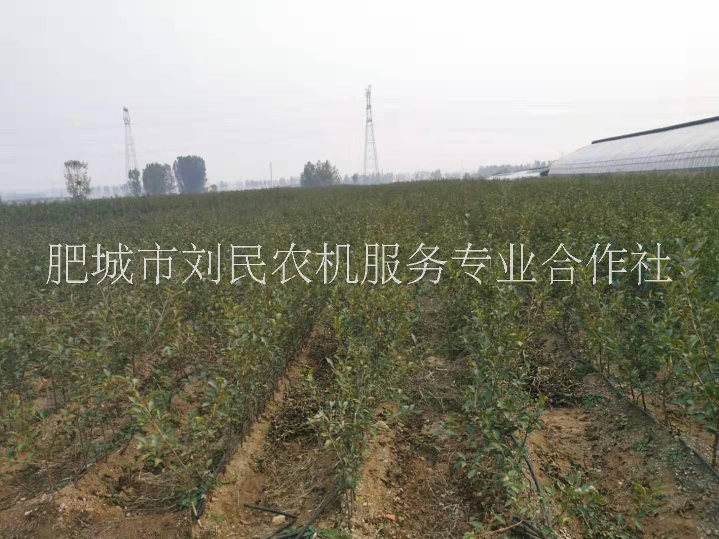 樱桃苗报价，种植园，生产厂家【肥城市刘民农机服务专业合作社】图片