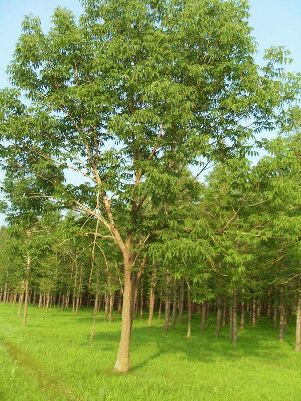 河北国槐、种植、基地、批发、价格【曲阳县颖坤帆苗圃场】图片