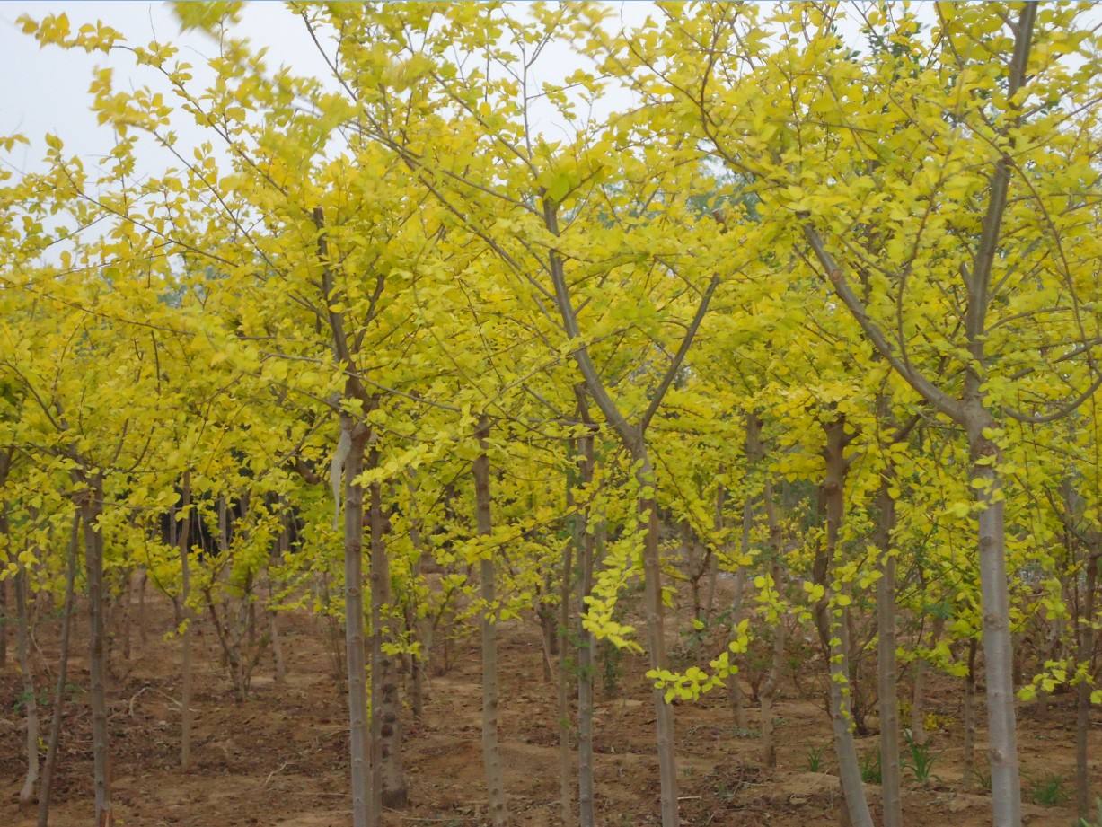 保定市美植袋矮杆金叶榆厂家