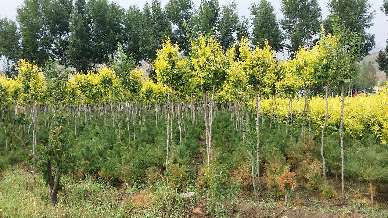 美植袋高桿金葉榆圖片/美植袋高桿金葉榆樣板圖 (2)
