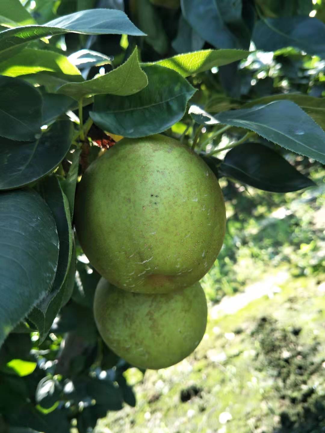 翠冠梨种苗价格、批发、报价【兴化市猕梦园花木种植场】翠冠梨果树种苗直销