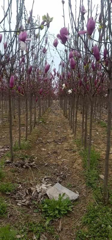 广玉兰树苗种植基地哪家好、广玉兰树苗批发多少钱一棵、供应广玉兰树苗图片