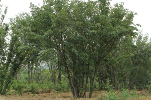 郑州市丛生五角枫种植基地 丛生五角枫价格哪里便宜 订购基地电话图片