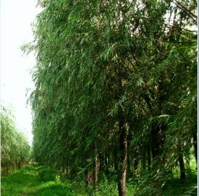 9公分旱柳圖片