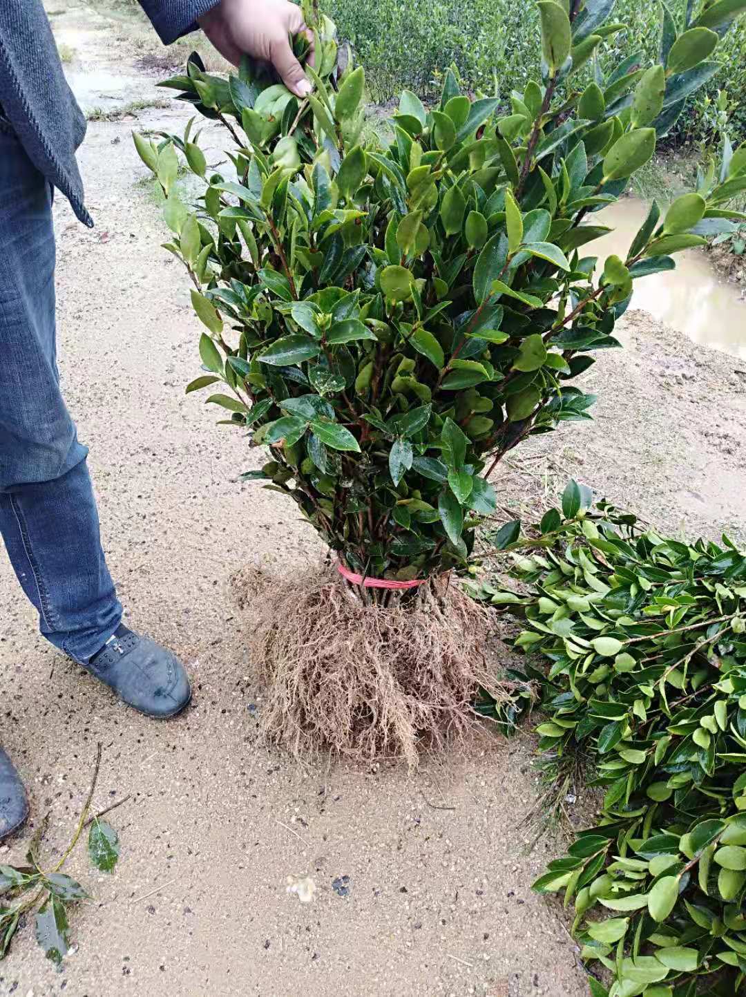 湖南长沙二年生裸根苗油茶苗批发采购价格-湖南长沙二年生裸根苗油茶苗厂家批发价格表【浏阳市柏加镇金诚信苗圃】图片