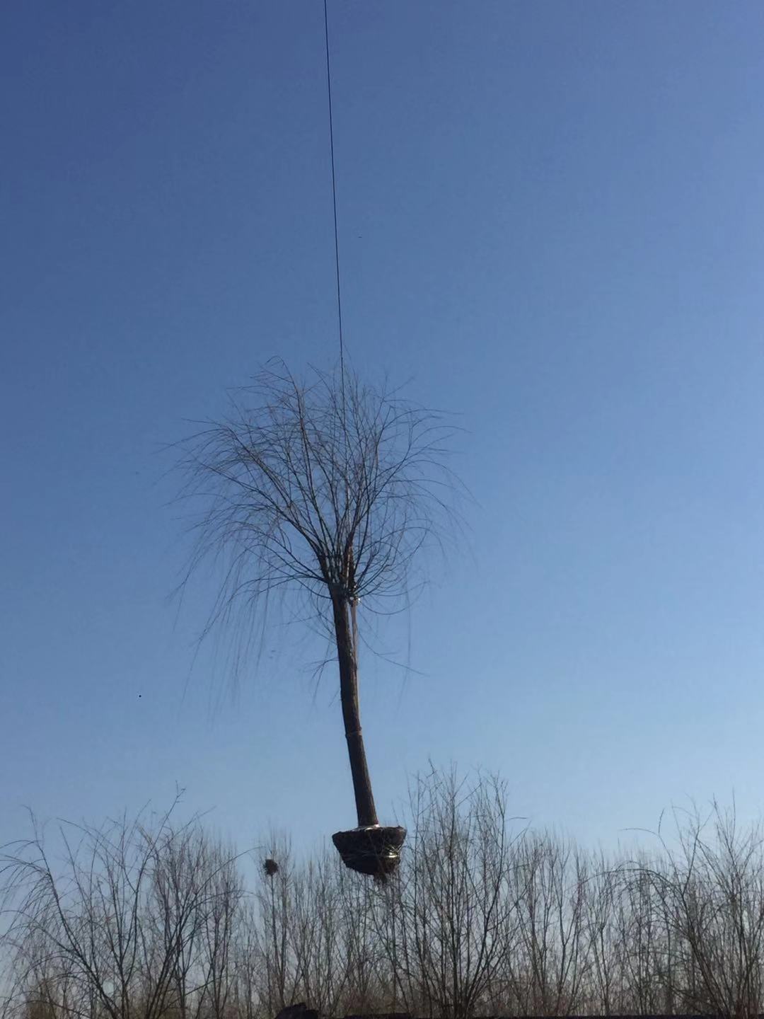 山东济南10公分垂柳种植基地批发价格电话图片