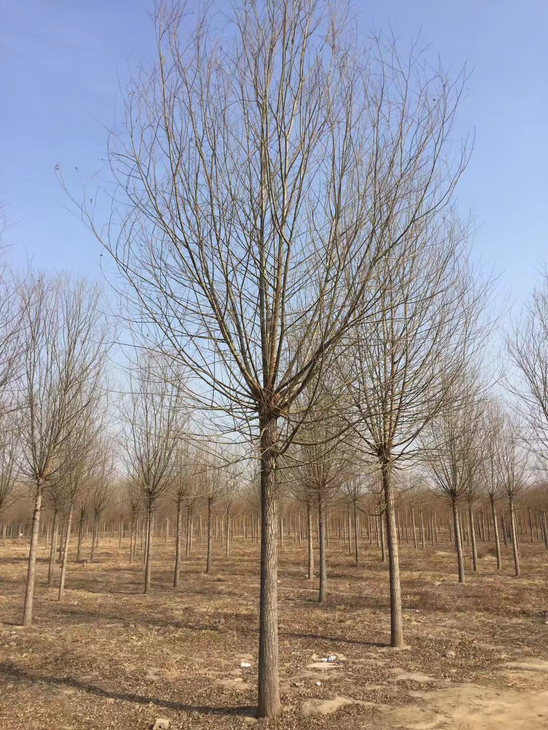 旱柳圖片/旱柳樣板圖 (4)