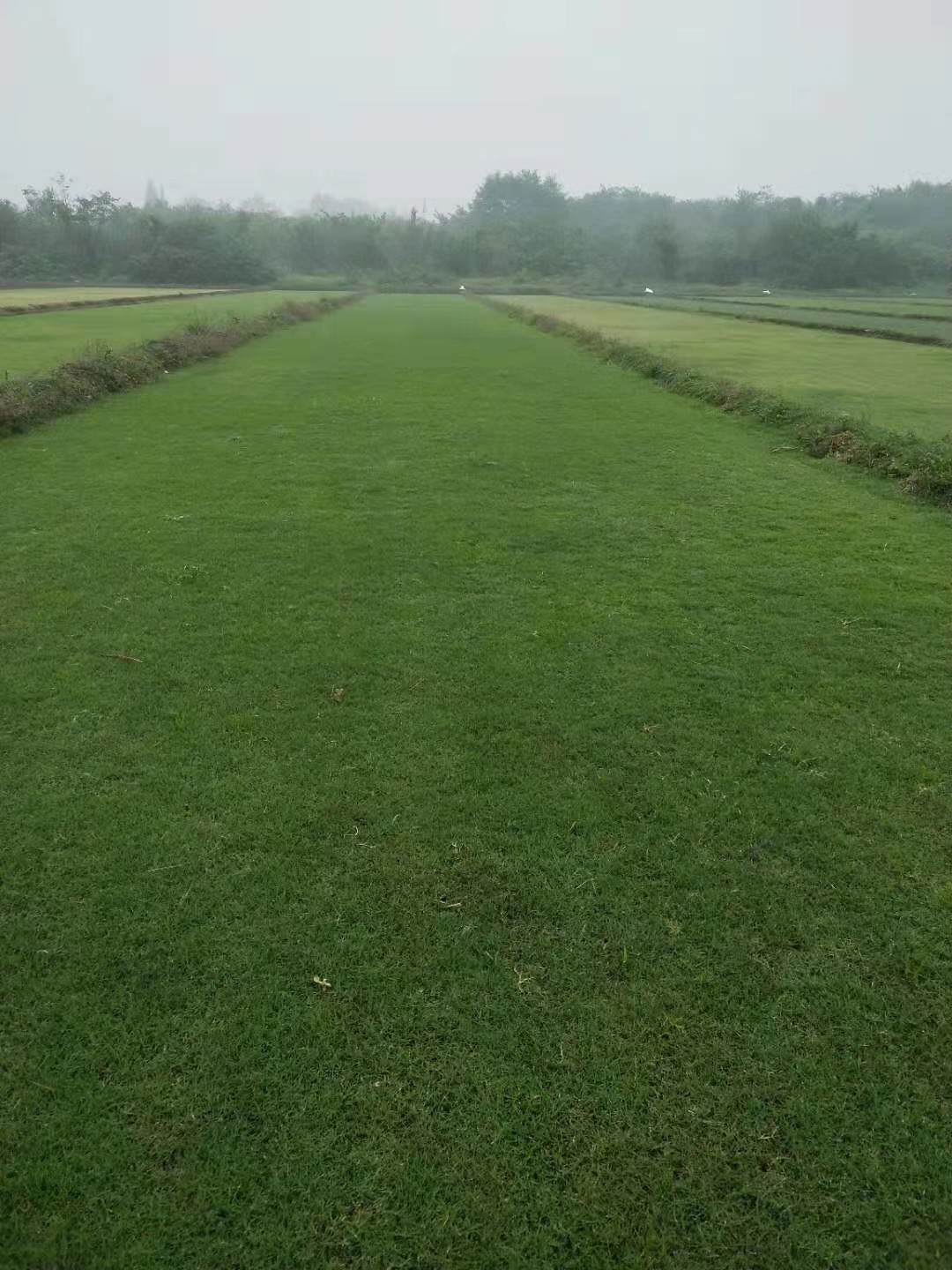 重庆绿茵草坪基地