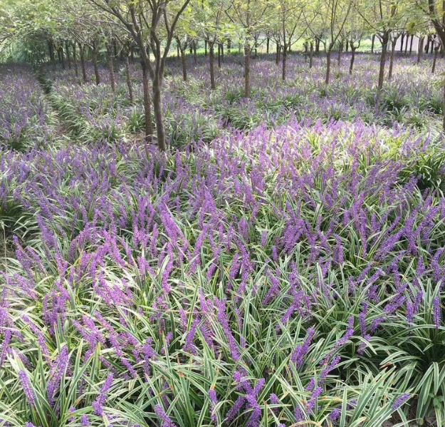 金边麦冬商家 新型观叶花卉 矮化地被植物 苗木种植基地【杭州萧山致力花卉经营部 】图片