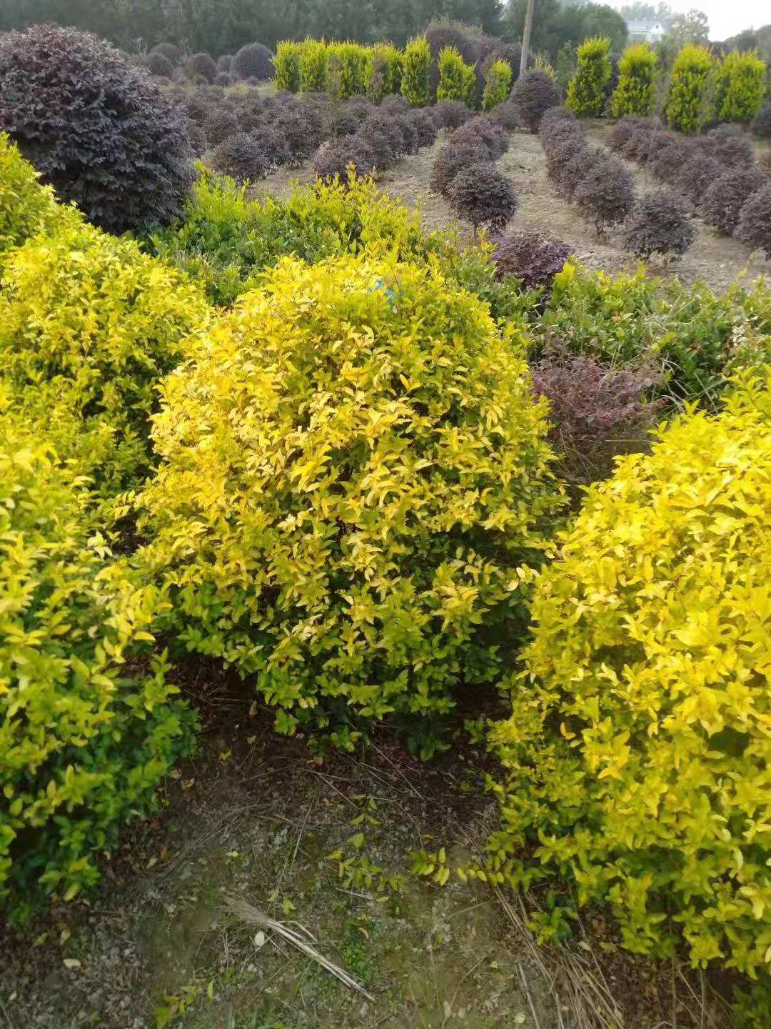 长沙市金冠女贞球一手种植基地厂家金冠女贞球一手种植基地批发价格供应商【长沙市雨花区木林缘苗圃】