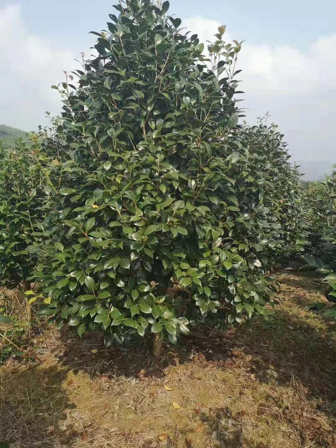 【茶树价格】茶树种植基地_茶树报价图片