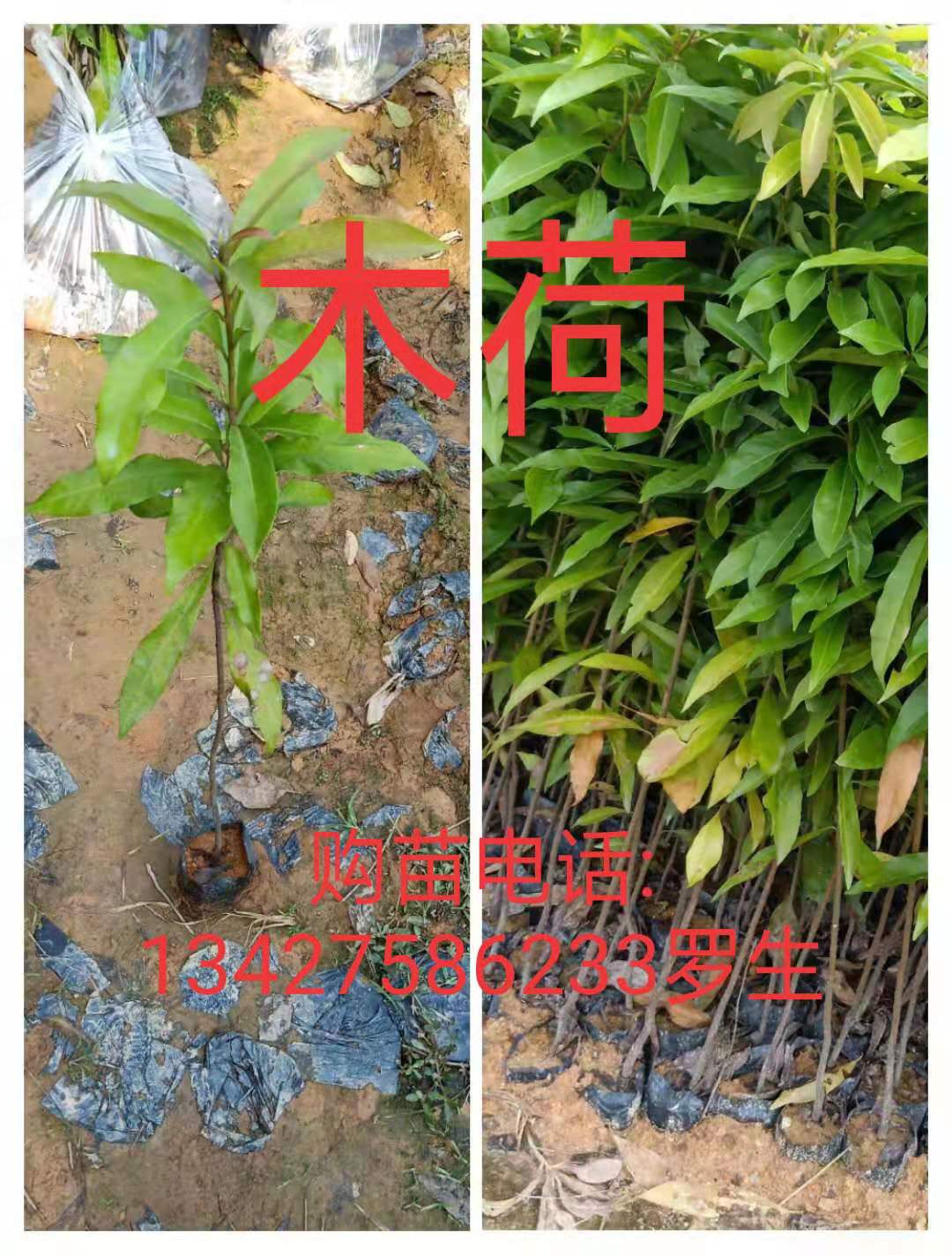 海南木荷苗木批发种植基地 荷木小苗批发价格图片