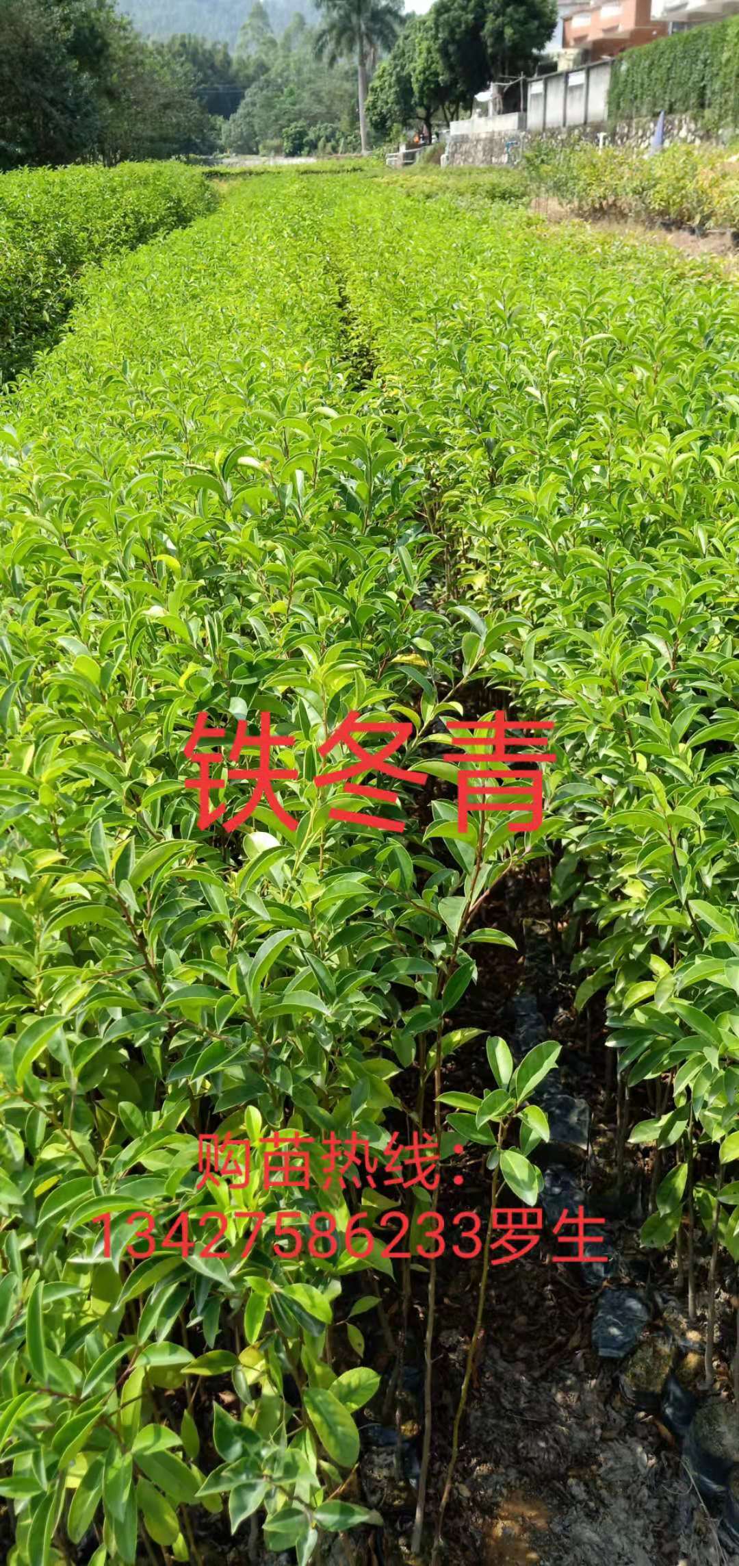 铁冬青种苗广东广州铁冬青种苗批发价格_种植基地【广州恒发造林绿化苗木基地】