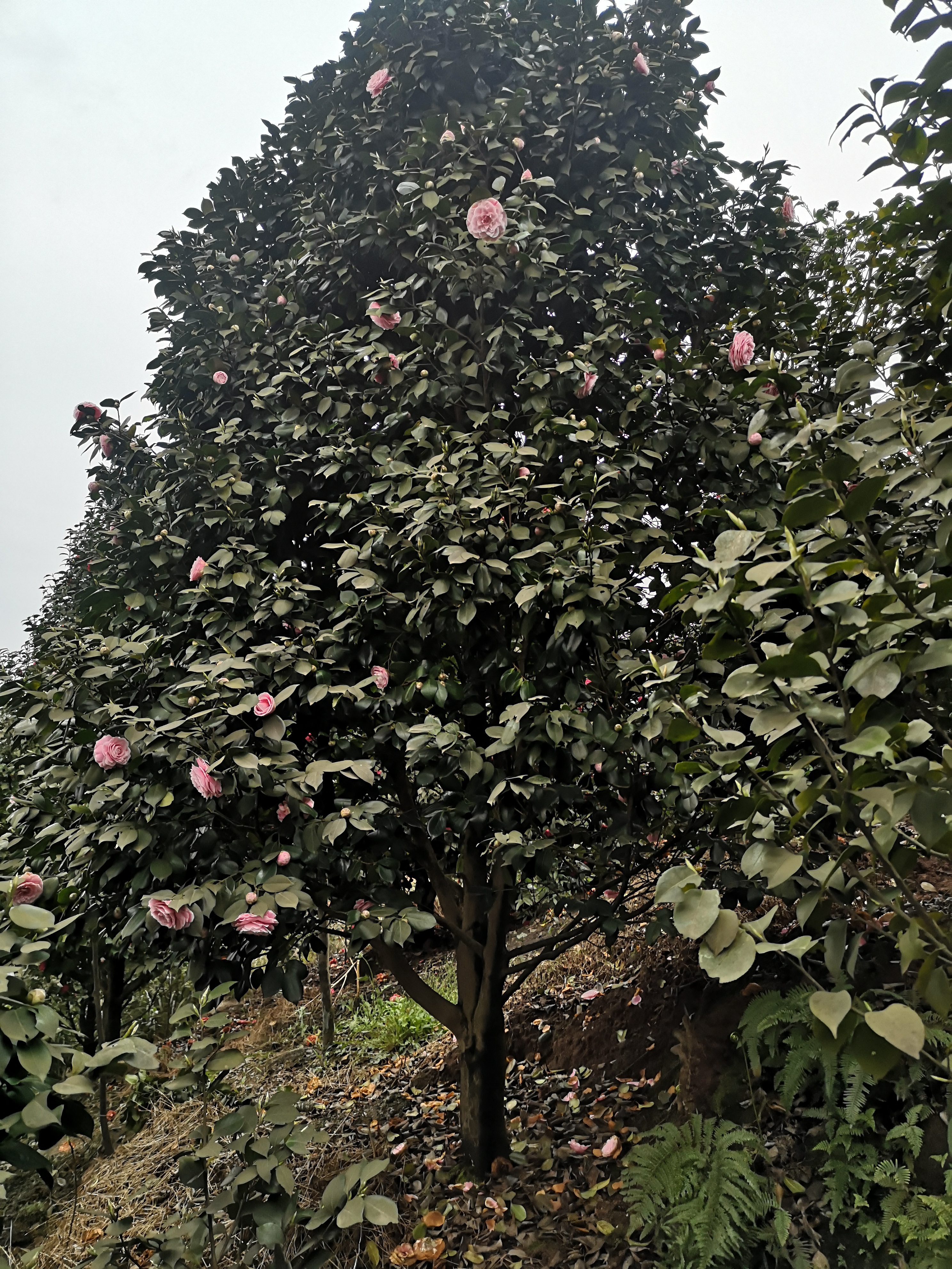 广州大茶花种植基地-批发价-供应商-种植基地-多少钱-哪里有图片