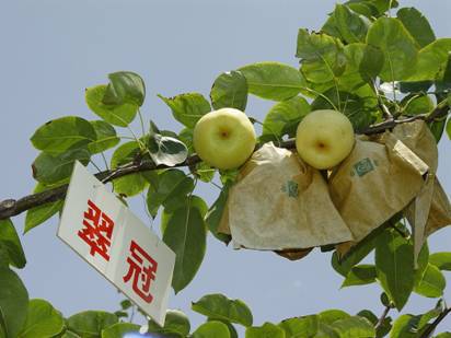 湖南梨苗种植基地-湖南梨苗价格-湖南梨苗批发-【苍溪县骏腾苗木专业合作社】图片