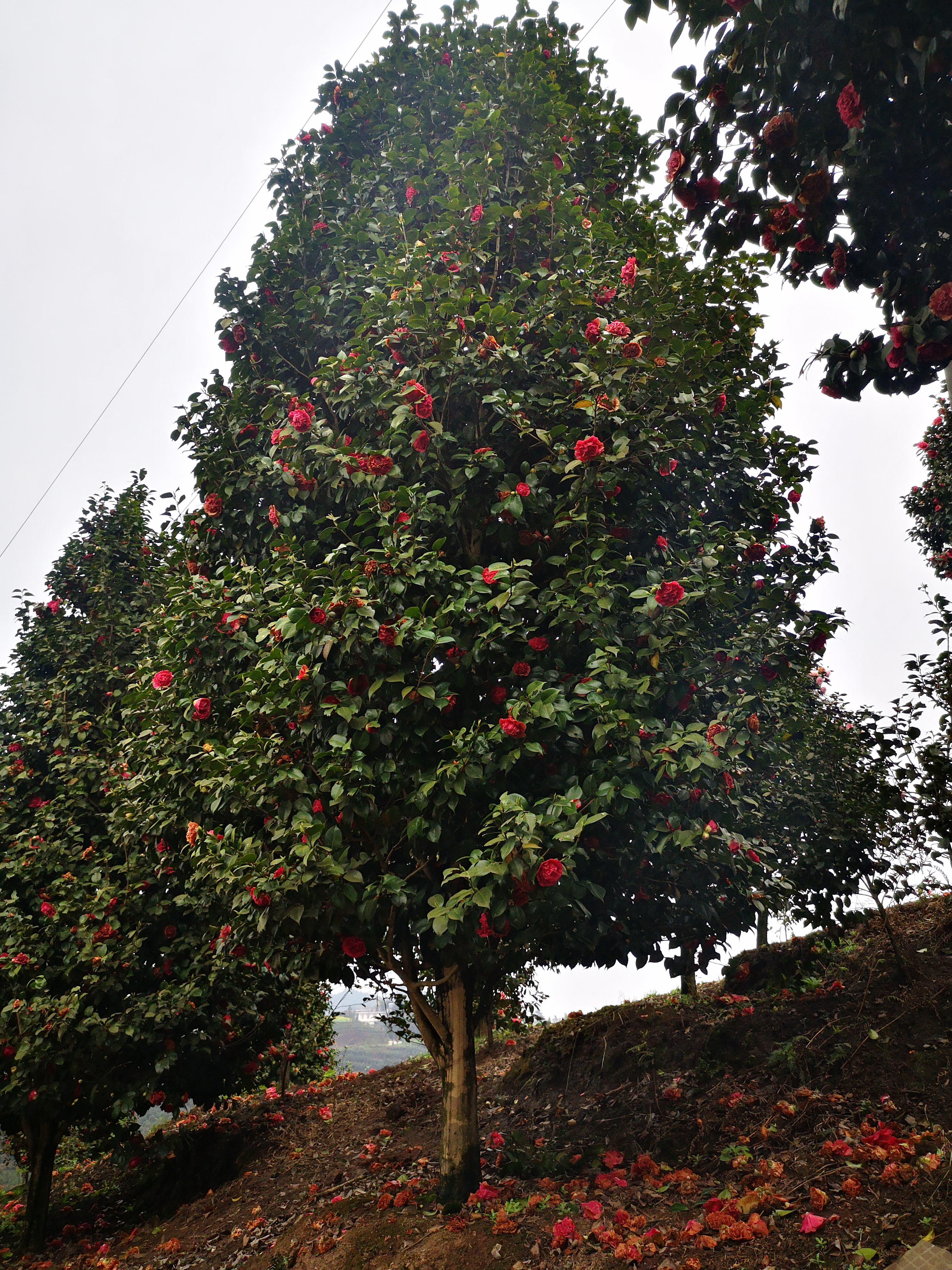 宜宾市贵州茶花树种植基地厂家