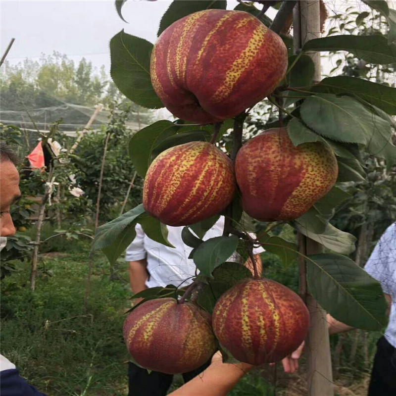 泰安市特色红梨树苗厂家