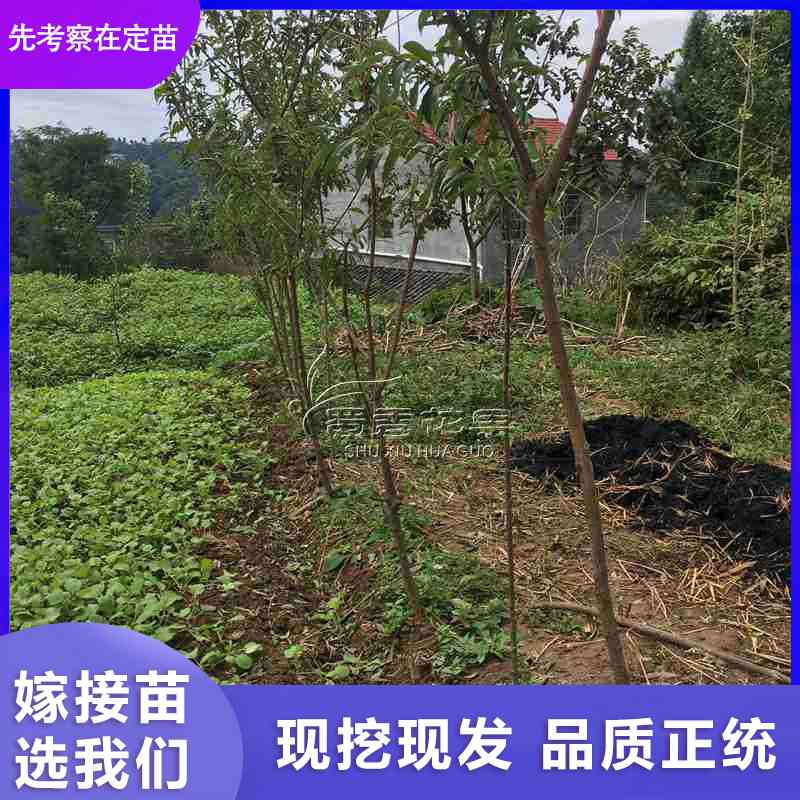 桃花树苗桃花灌木绿叶碧桃小树花桃树苗盆栽红叶碧桃园林绿化苗木当年开花 桃花树苗