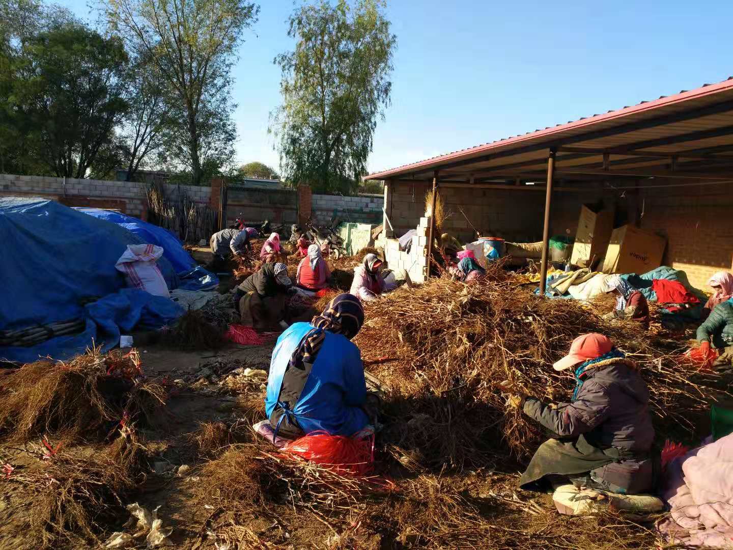 辽宁锦州北镇新品种阳光玫瑰葡萄苗|基地种植新品种葡萄苗|阳光玫瑰葡萄苗|纯度高|成活高图片