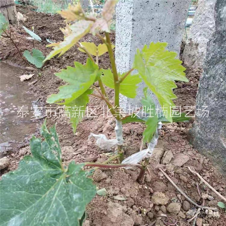 山东泰安葡萄苗、批发价格、种植基地、供应商【泰安市高新区北集坡胜楠园艺场】图片