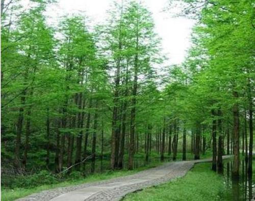 常州市中山杉苗圃 杉树种植基地 栽培技术 盐城苗圃场电话图片