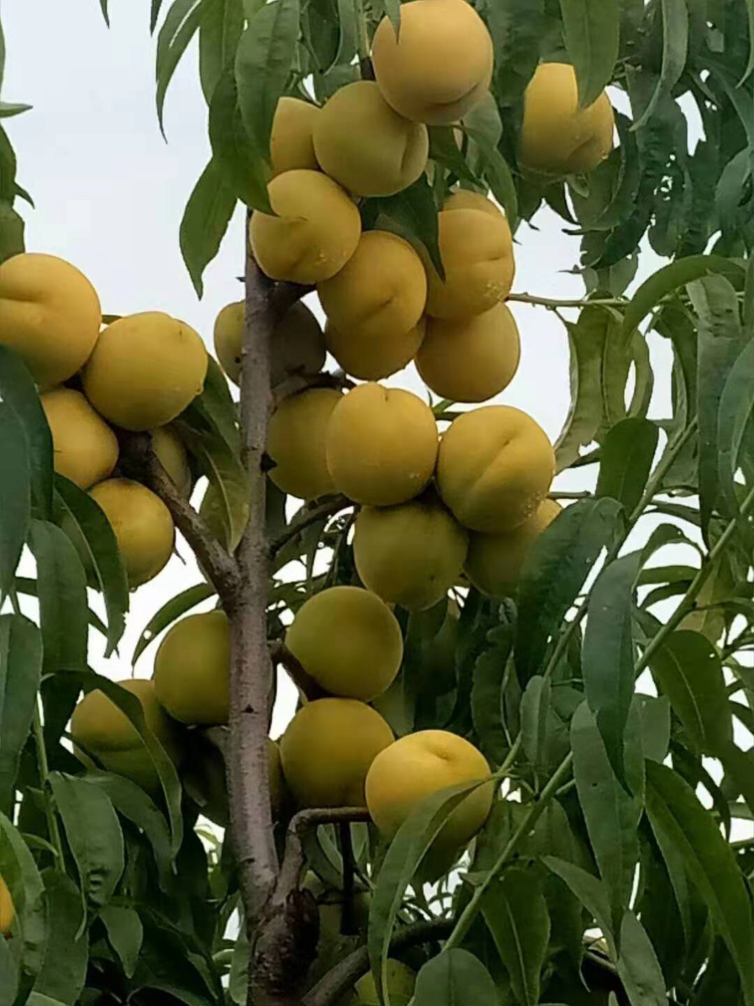 山東臨沂新高梨基地圖片