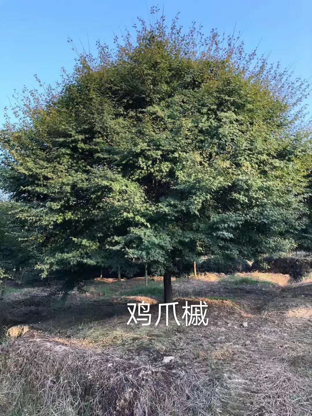 鸡爪槭报价_批发_种植基地_嵊州市红胜火美国红枫专业合作社图片