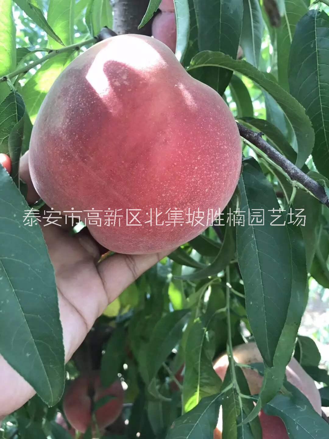 优质春晓桃树苗批发价，泰安专业培育春晓桃树苗种植基地，泰安春晓桃树苗报价价格图片