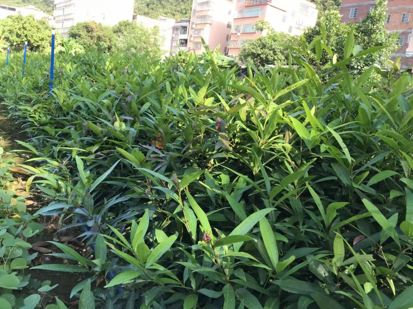 水浦桃、紫浦桃供應(yīng)價格、價錢、批發(fā)、【廣州匯森林業(yè)有限公司】