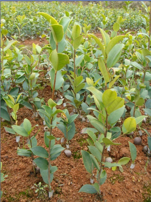 湖南三华油茶苗批发，三华油茶苗一手直销价，油茶苗供应商图片