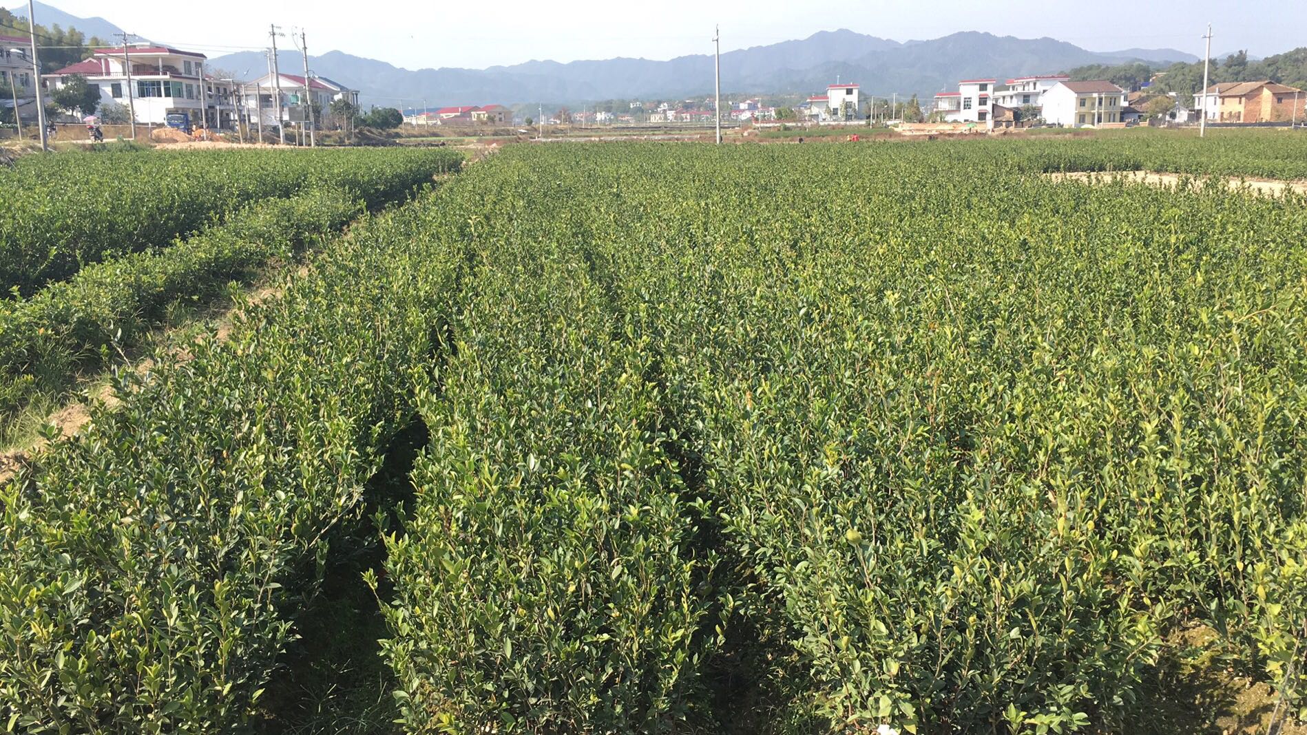 株洲市三华油茶苗批发厂家湖南三华油茶苗批发，三华油茶苗一手直销价，油茶苗供应商