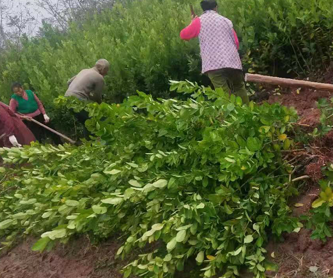 中药材种苗佛手种苗出售，佛手种植基地直发，量大从优