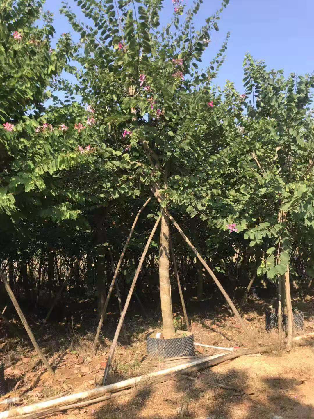 宫粉紫荆假植苗多少钱一颗-宫粉紫荆假植苗种植基地  宫粉紫荆假植苗订购图片