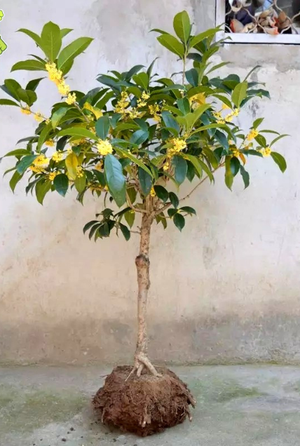 地栽大型四季桂花树苗庭院浓香花卉常青植物盆景金桂丹桂室内盆栽图片