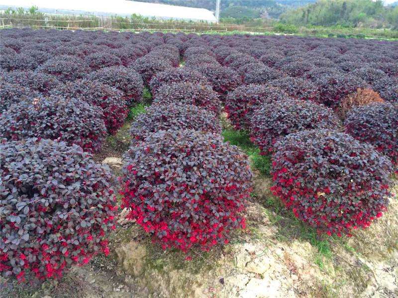 红继木球种植基地、价钱、批发【小二花木场】图片