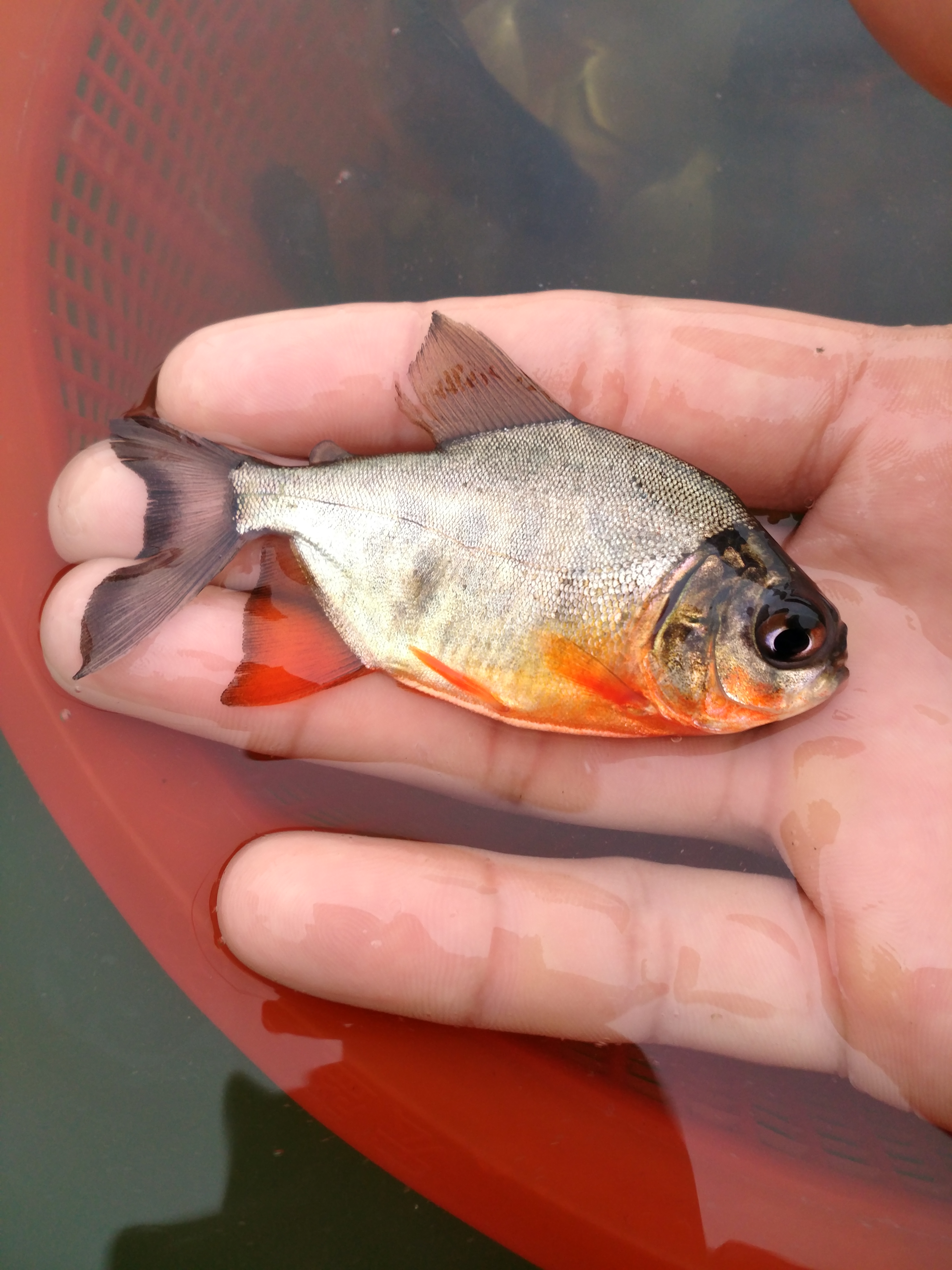 淡水白鲳鱼苗 红鲳鱼苗 鲳鱼苗淡水白鲳鱼苗 红鲳鱼苗 鲳鱼苗 广州汇海水产 大量供应