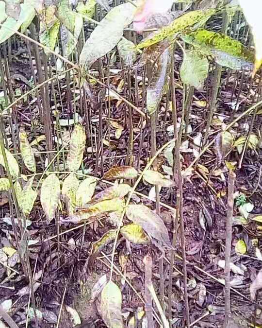 施恩香椿苗种植基地_香椿树苗销售_香椿树苗批发图片