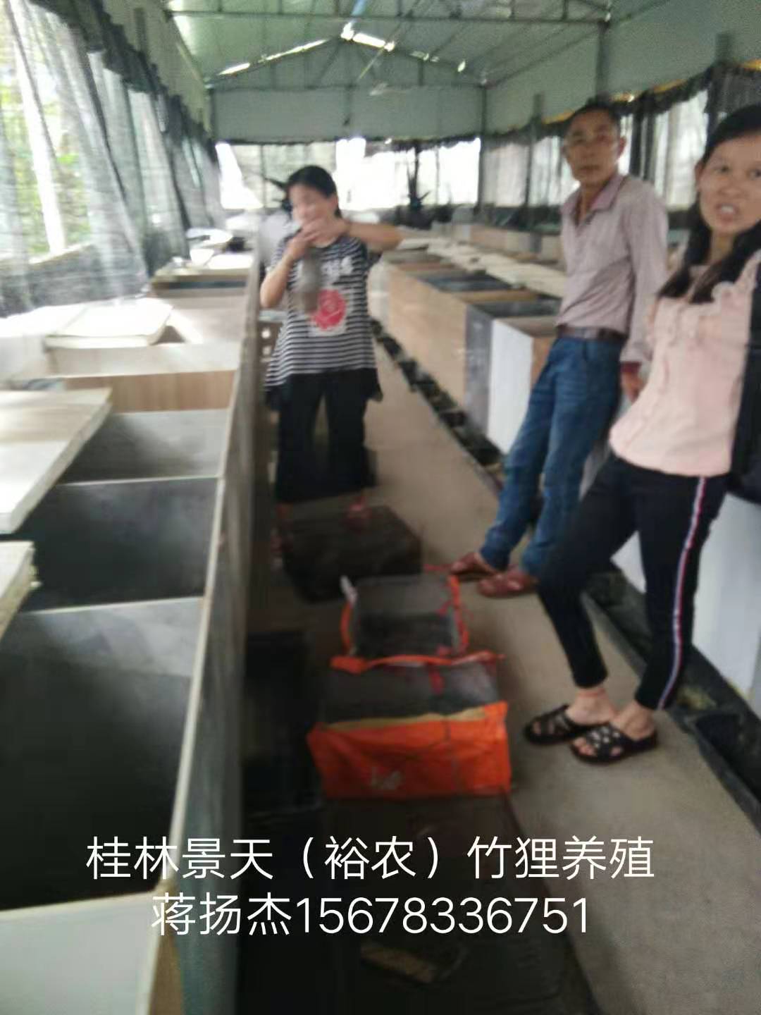 廣西人工*養(yǎng)殖-養(yǎng)殖商品*、種苗