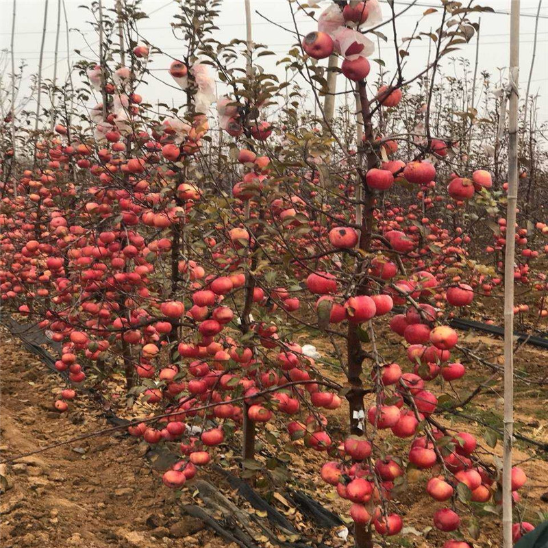 烟富八号苹果苗 矮化烟富10号苹果树 山东适合种植苹果树苗 红富士苹果苗基地图片