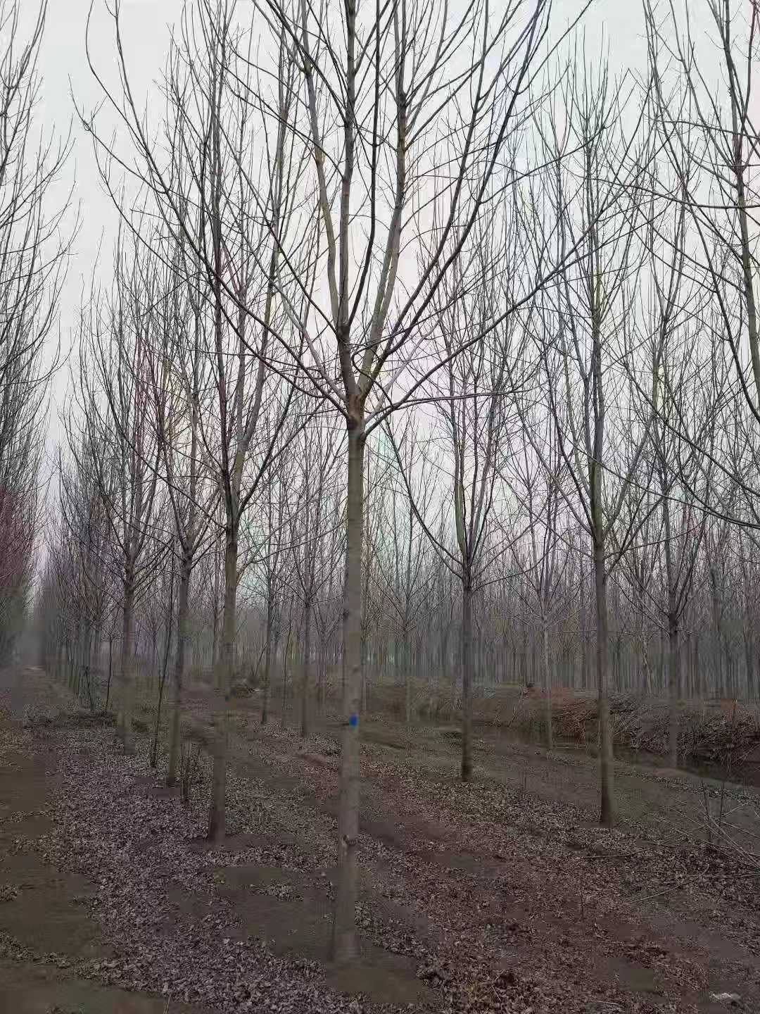 江西白蜡种植基地批发价格