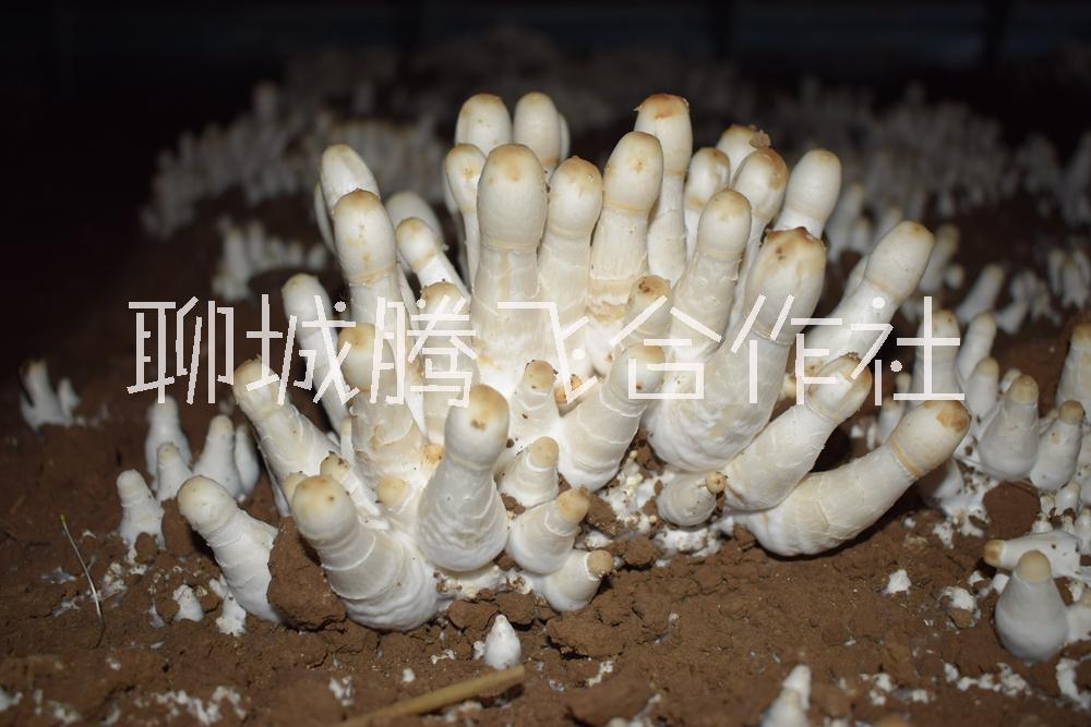 聊城鸡腿菇菌种种植基地_价格_批发【聊城腾飞合作社】图片