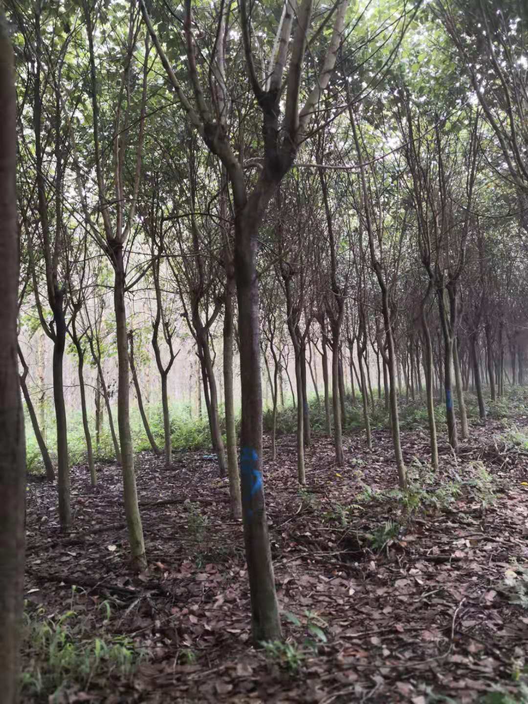 洋紫荆种植基地栽培技术、洋紫荆苗圃图片