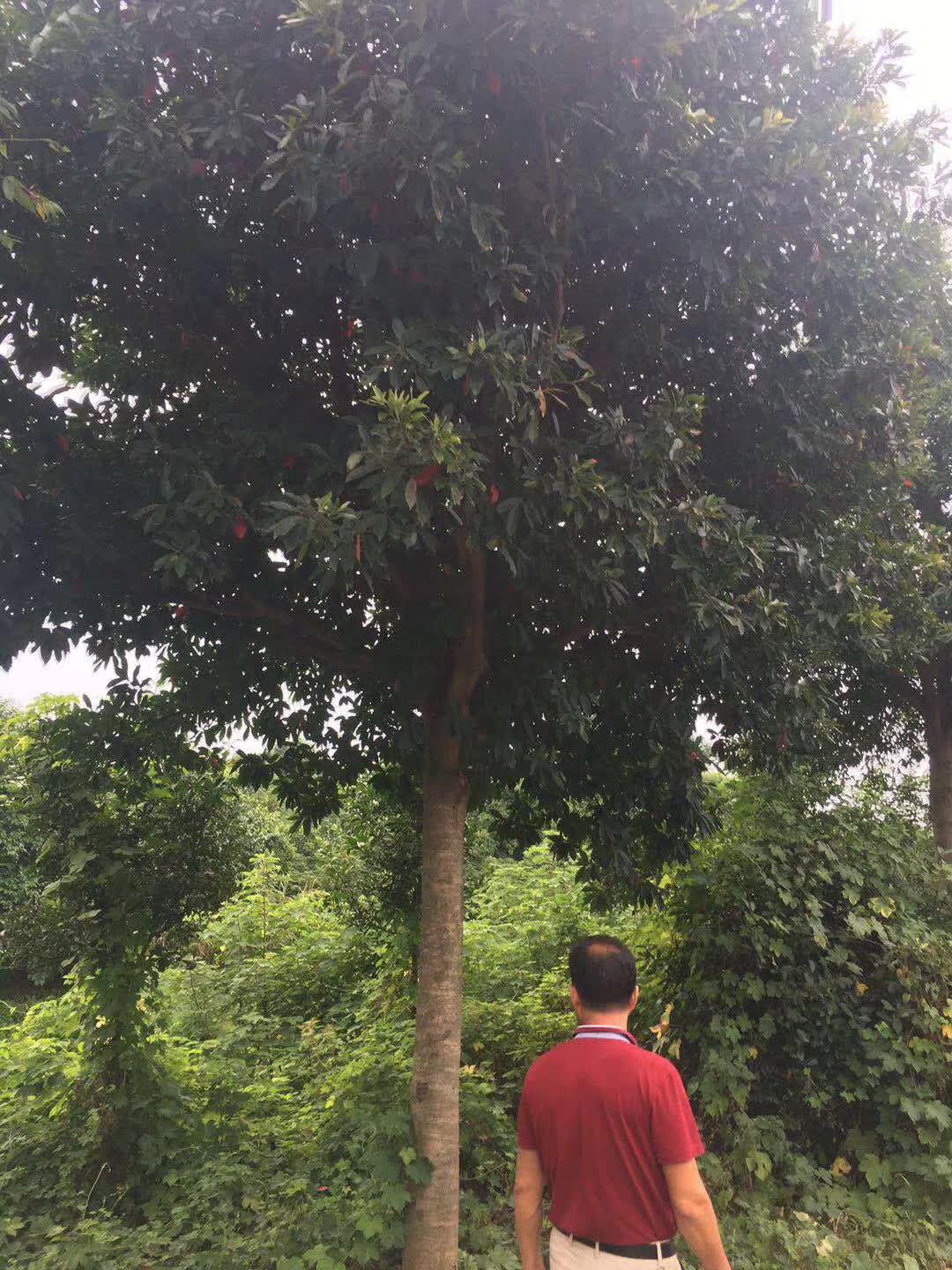 长沙市杜英植基地_杜英价格_杜英批发图片