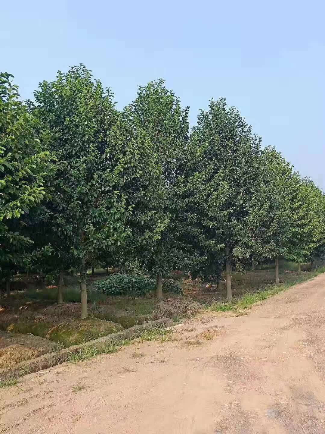 长沙市乐昌含笑植基地_乐昌含笑价格_乐昌含笑批发图片