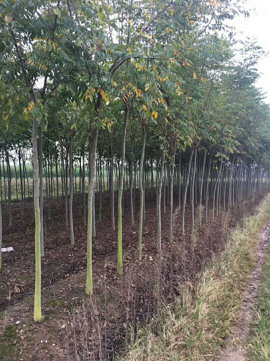 湖南香樟、种植、批发、价格、直销商【湖南奕希花卉园林有限责任公司】图片