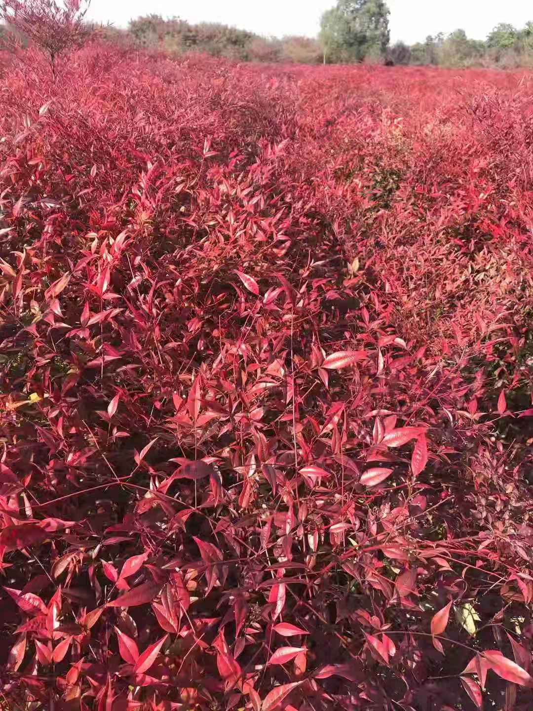 南天竺_南天竹_火焰南天竹价格_价钱_报价【溧阳市南天竺种植专业技术协会】图片