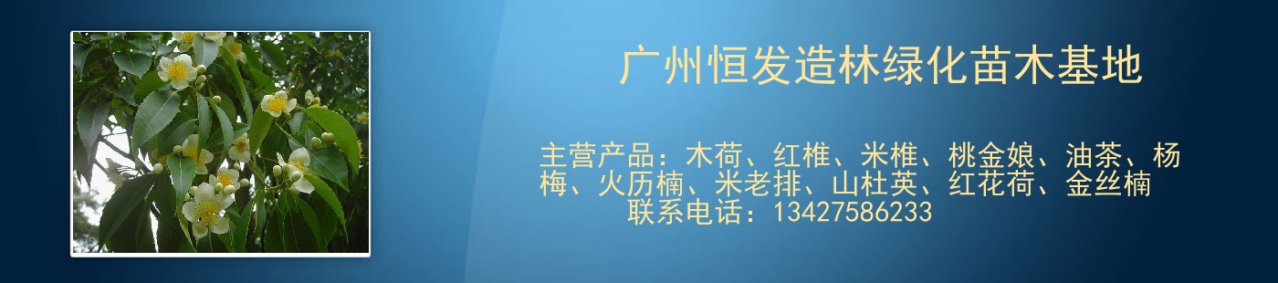 廣州恒發(fā)造林綠化苗木基地