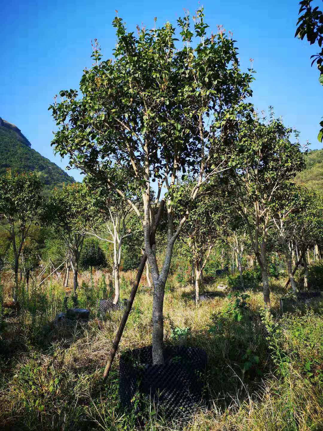 湖南桂花树定根苗种植、批发、价格、直销商【兴安县合意苗木基地】图片