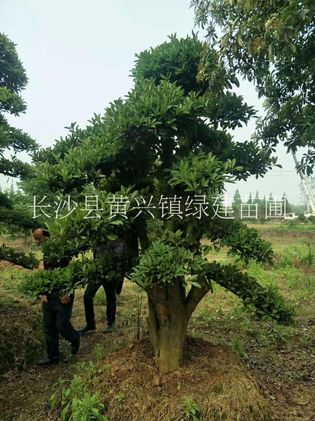 湖北椤木石楠桩种植基地图片